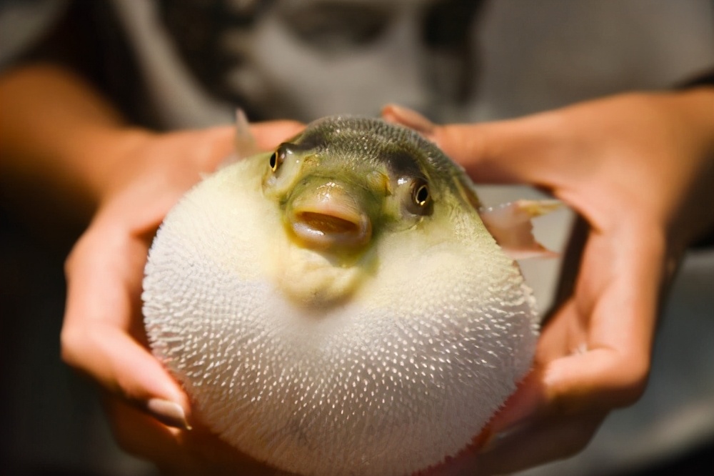 容易被误食的有毒生物有哪些,十大常见有毒生物