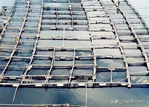 深海网箱养鱼如何投放饲料,网箱养殖什么鱼利润高又好养