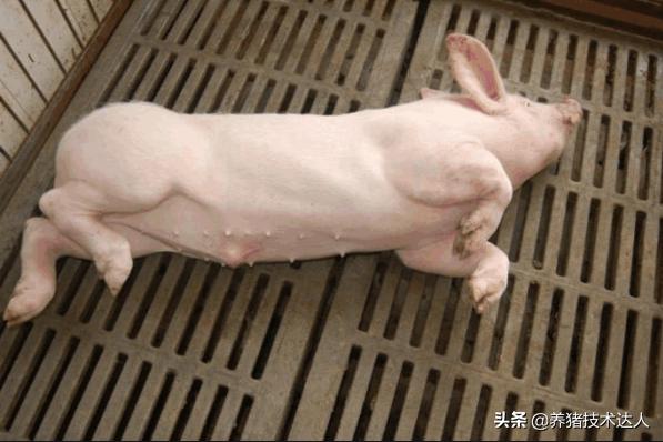 链球菌的症状及防治,链球菌最佳治疗方法