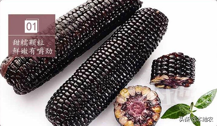 健康营养的黑糯玉米,黑糯玉米网红