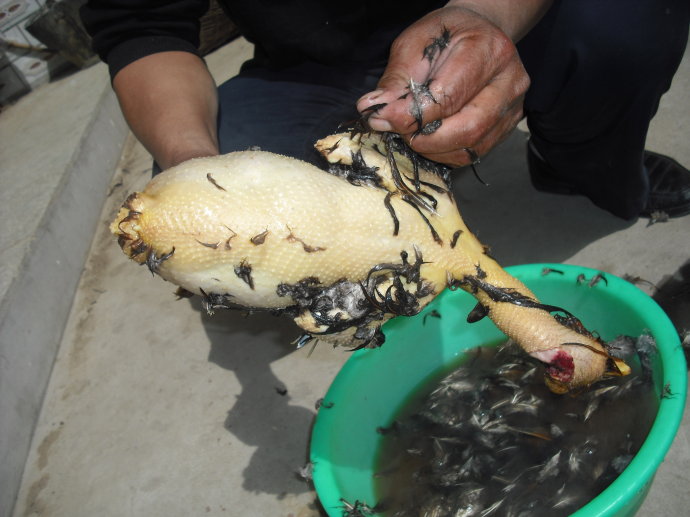 吃鸡杀鸡小技巧,杀鸡前的准备工作