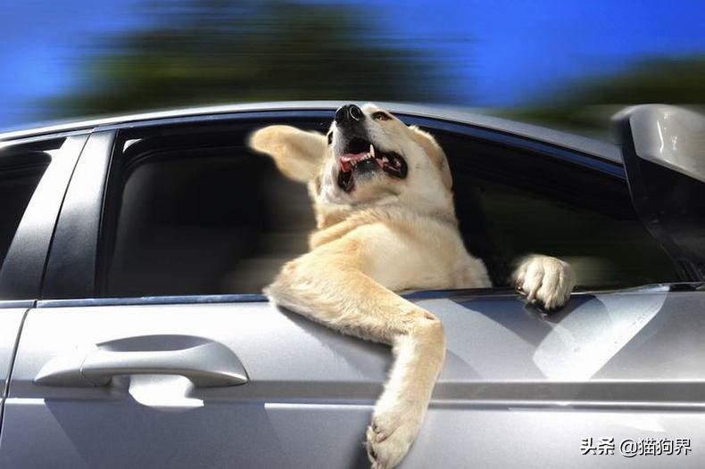 狗狗便臭口臭什么原因,狗狗能不能用猫砂解大便啊