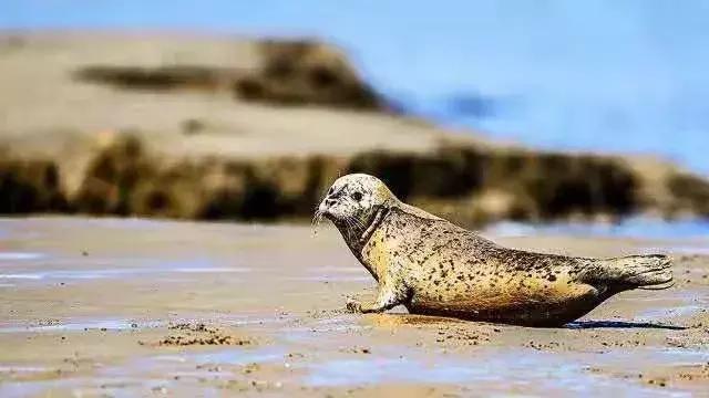 全中国唯一的黄海在哪里,中国有一片独一无二的红色海洋