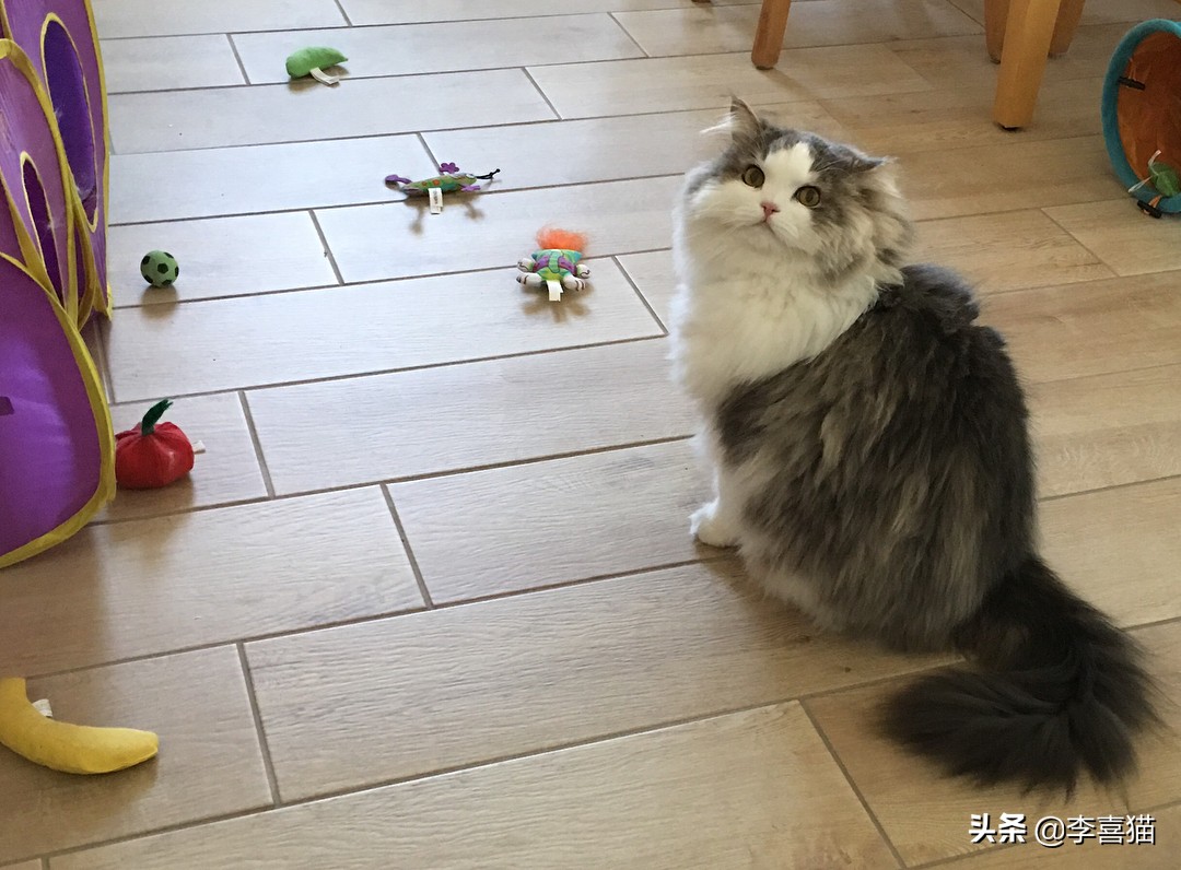 辟谣：不是只有狗狗会藏东西，猫咪一旦鸡贼起来什么玩具都能玩丢