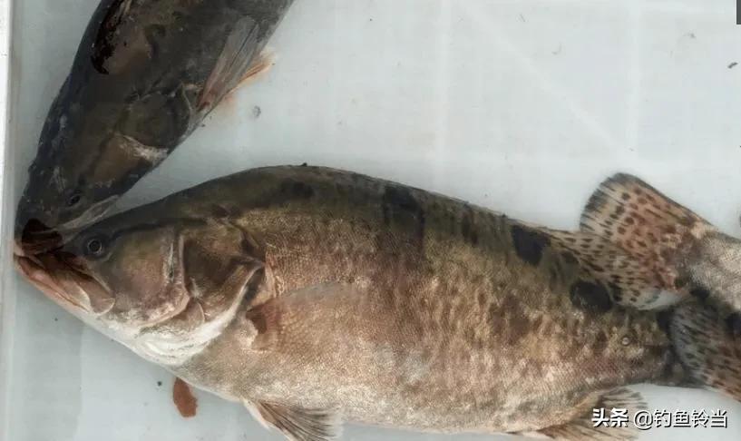 松花江鳜鱼生存环境,松花江的鳜鱼