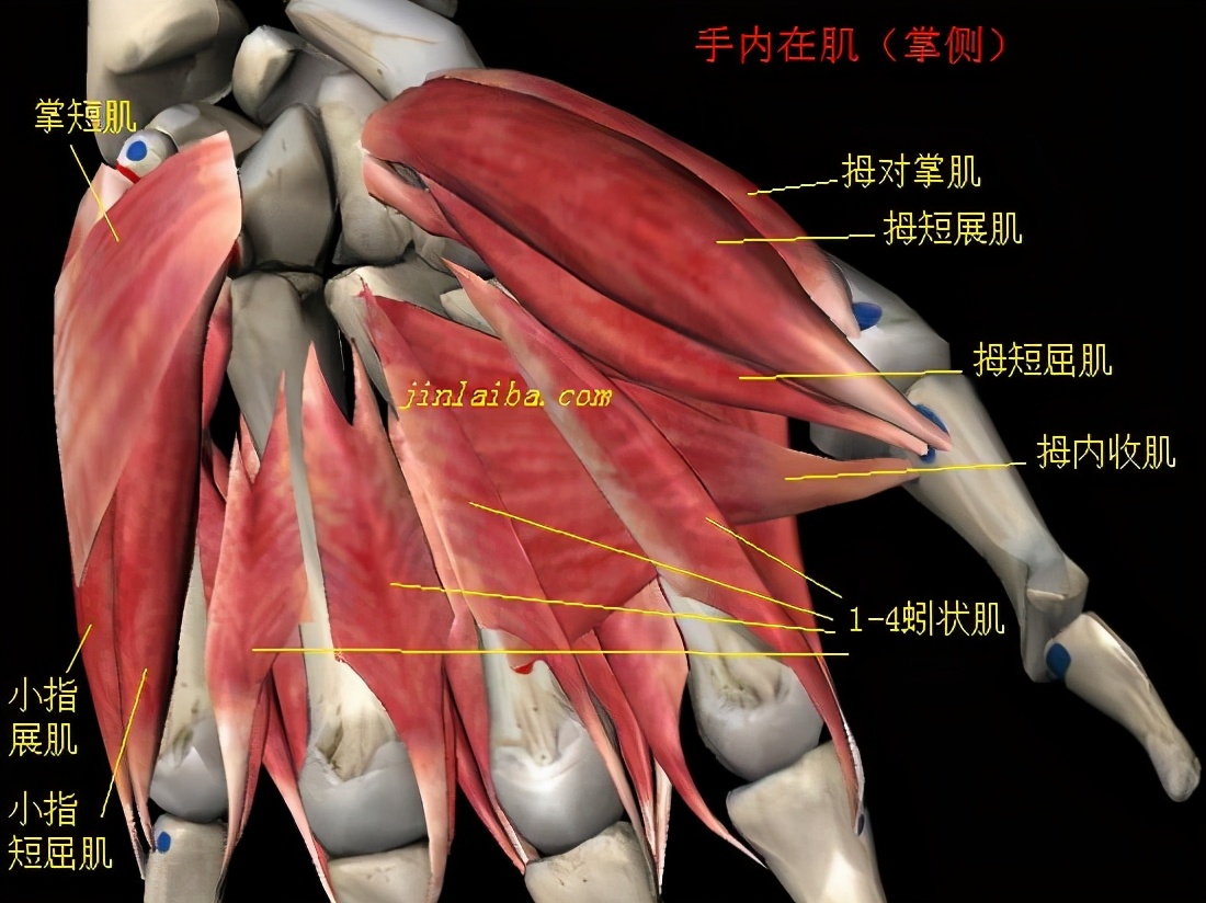 掌骨骨折后的康复训练视频,掌骨骨折康复训练50个经典动作