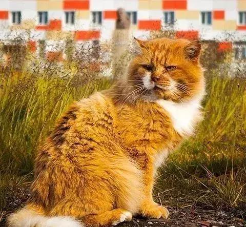 北极一岛内禁止养猫，岛民给“偷渡”的猫改名，以后叫它北极狐了