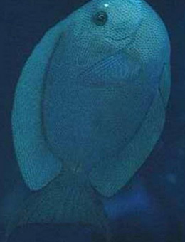 十大最好看的观赏鱼图片大全,十种最漂亮的观赏鱼图片