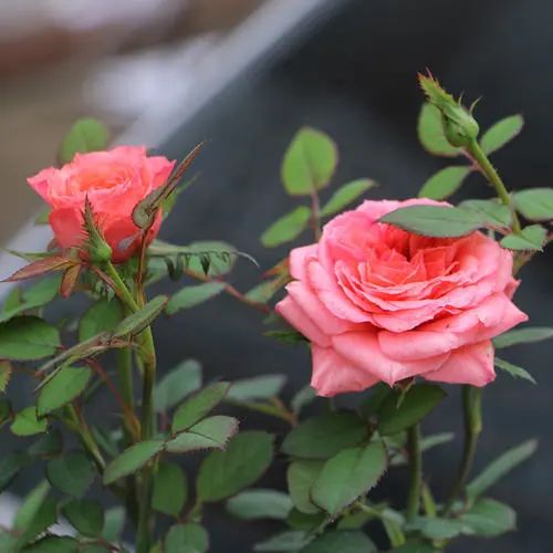 6月即到，阳台上的盆栽月季这样养必能爆花到让你欣喜