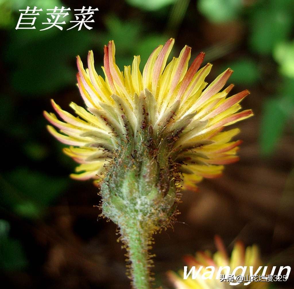 野生菊苣的辨认与图片,野菜苦菜识别方法