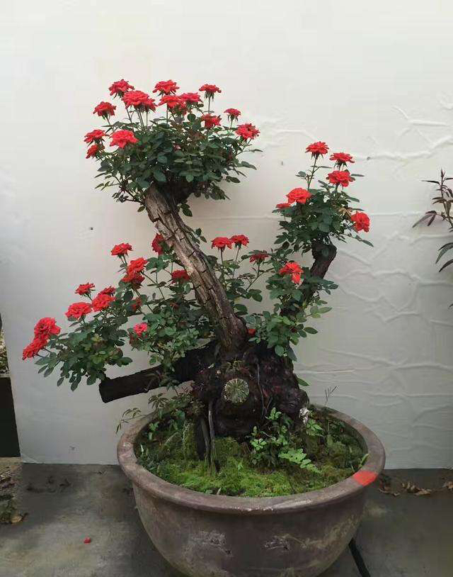 玫瑰老桩怎么养才花繁叶茂,老桩玫瑰长芽后怎么养