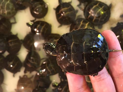 东部锦龟高清视频,一分钟了解东部锦龟