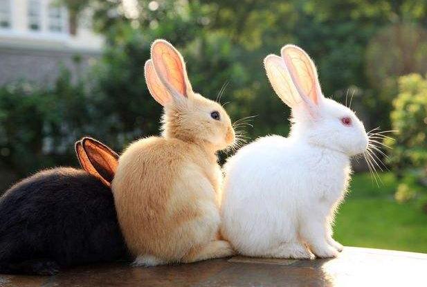 小兔洗澡真的会死吗,小兔洗澡不动怎么办