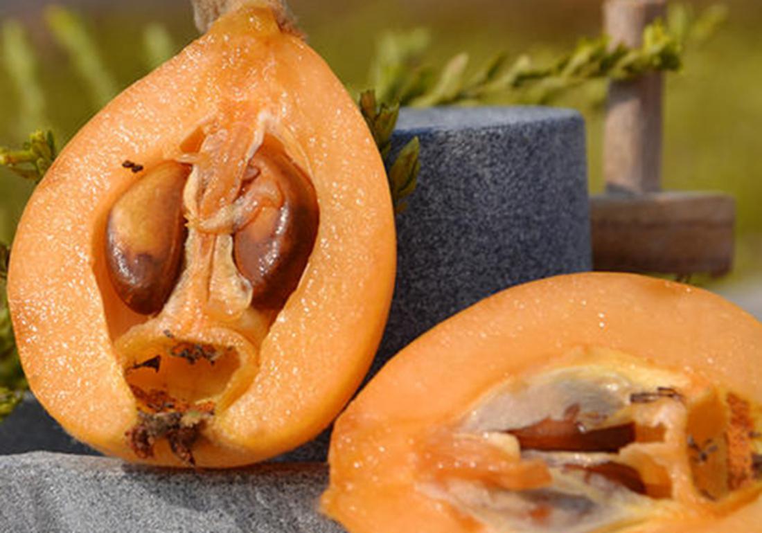 种植枇杷果的小技巧,枇杷有哪些病虫害防治