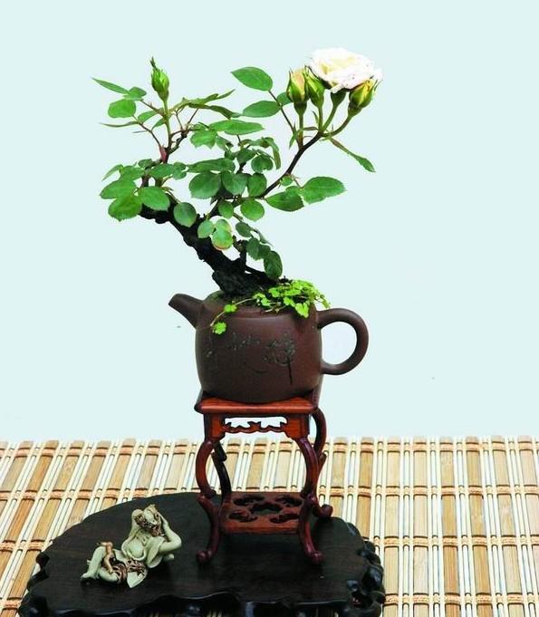 盆景美不胜收,盆景艺术巧夺天工