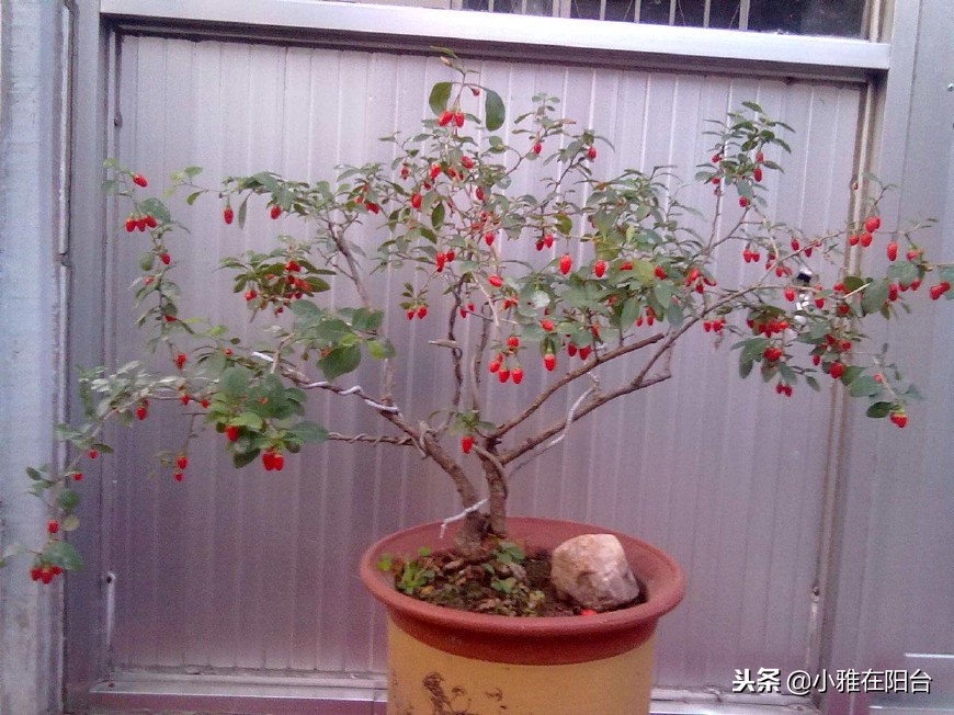 好养能结果的小盆栽,适合从种子开始养的盆栽