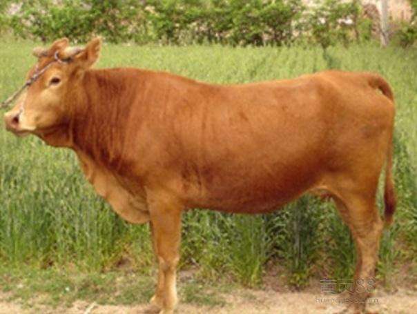 山东这几种产品都是国家地理标志保护产品，看看有没有你家乡的