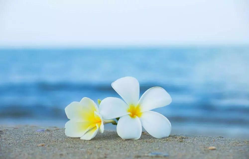 100种常见观叶植物图鉴史上最全,农村常见的100种植物