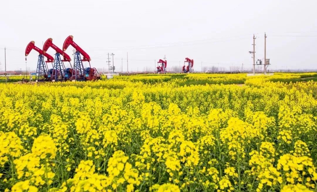 江苏油田的基本概况,华东油田和江苏油田