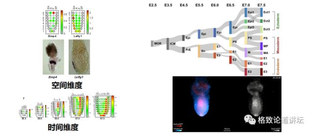 未来医疗器官可再生,再生医学给我们带来的健康