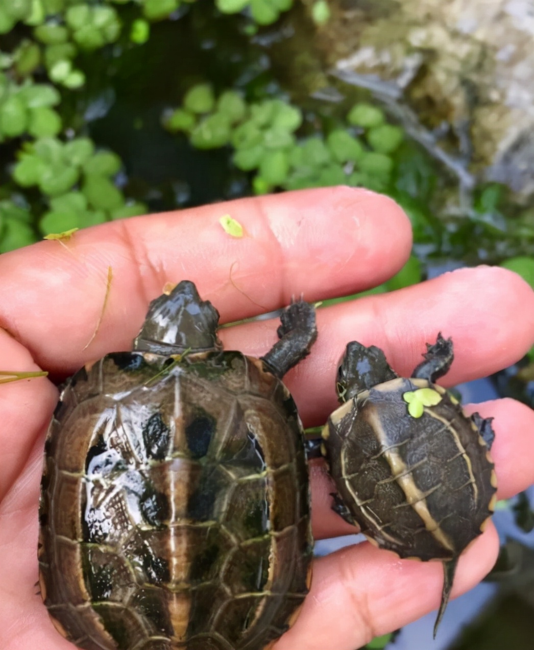 通心性的巴西龟,12月的巴西龟