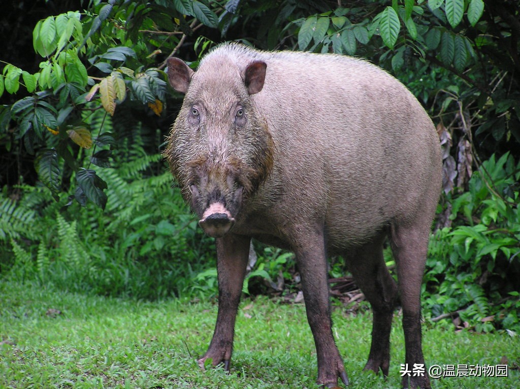 一猪二熊三老虎是怎么来的,为什么说一猪二熊三老虎