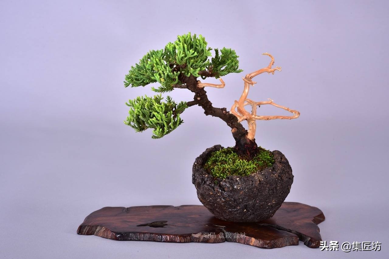 盆景腋枝造型图片,鹿角枝盆景造型图片