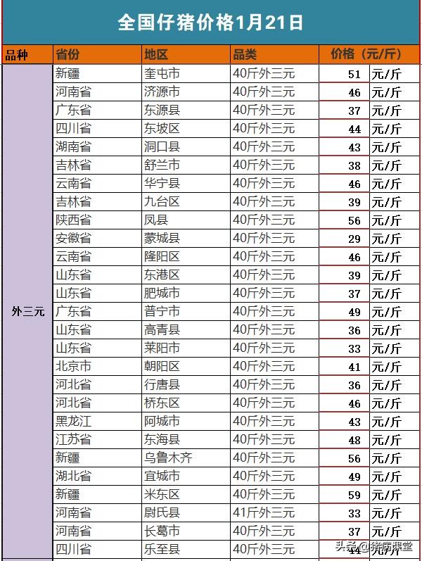 仔猪隐睾手术操作要多少钱,仔猪漏肠手术费用