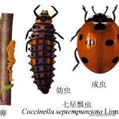 瓢虫是益虫还是害虫怎么区分,所有的瓢虫都是益虫正确吗
