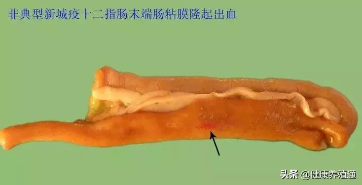 家禽与家禽解剖的不同点,家禽疾病诊断及解剖步骤