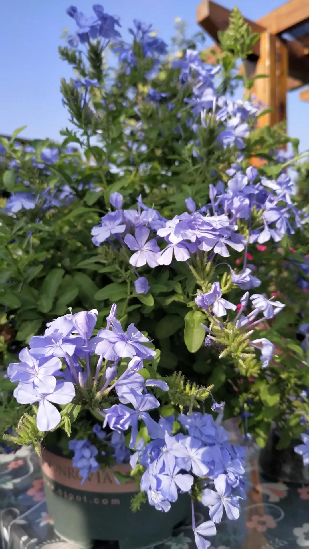 “雪”花那个PiaoPiao，这个世界真好
