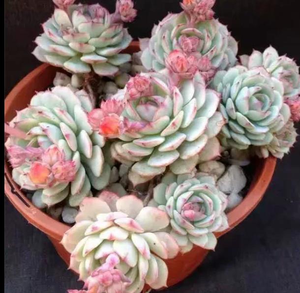 多肉养出状态来有多美？这102种多肉控养上色之后美呆了