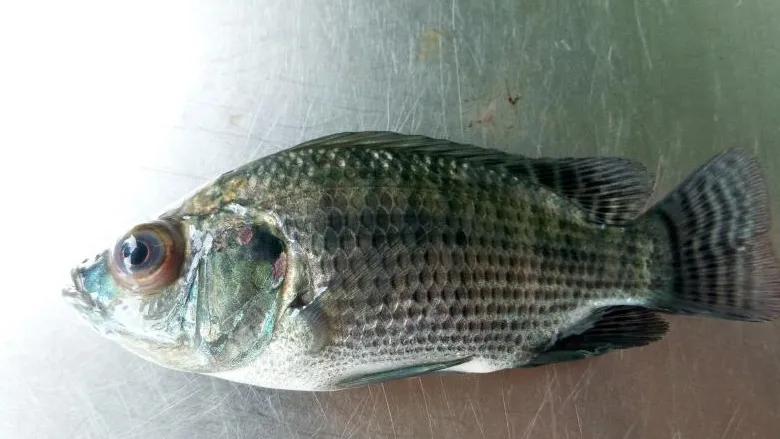 一线渔医良心分享！这份《江高区域全年病害防控指南》请收好