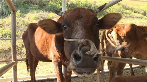 深晚关注｜这个贫困村居然开起洗车店？还建四合院、加工厂？原来是……