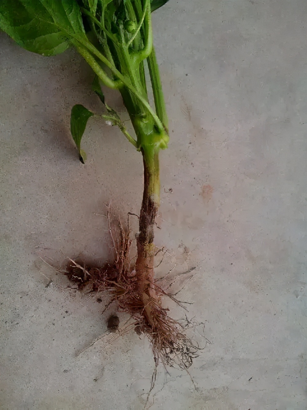 天气转凉疾病高发,天气转凉注意事项及解决方法