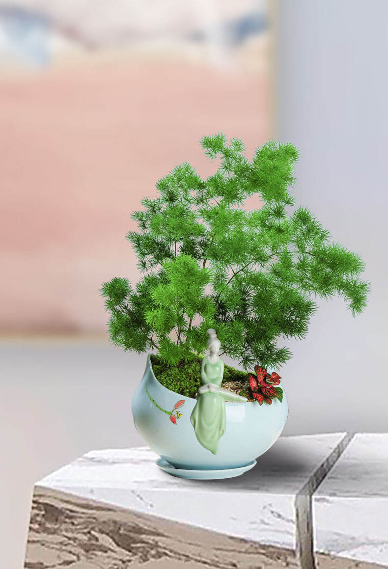 盛行的观叶盆景和观根盆景,观叶观枝类盆景