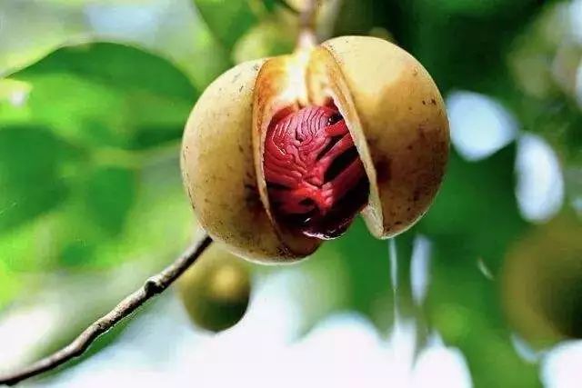 秋冬手干裂擦手霜,冬天手脚干裂涂什么护肤品