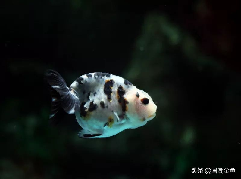 中国的金鱼产地在哪里,中国金鱼三大产地