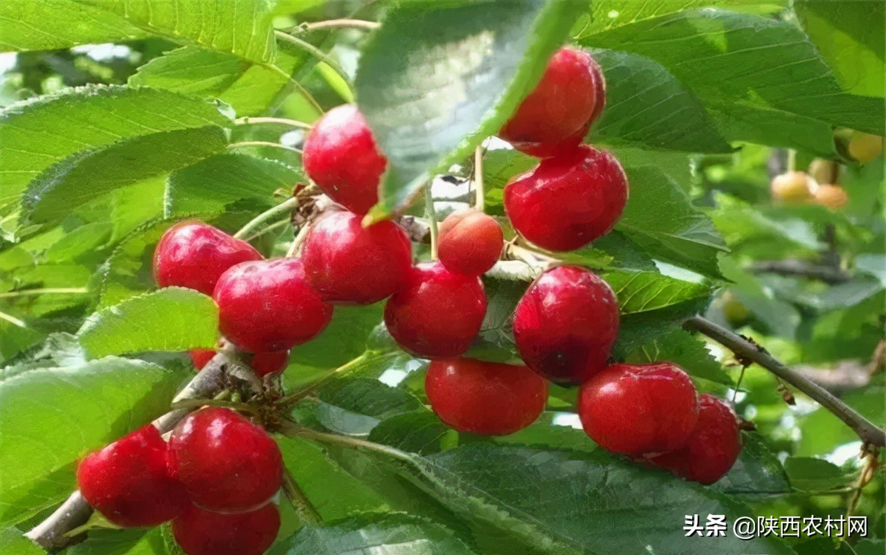 樱桃萝卜套种什么最好大田种植,樱桃萝卜和什么菜套种防虫