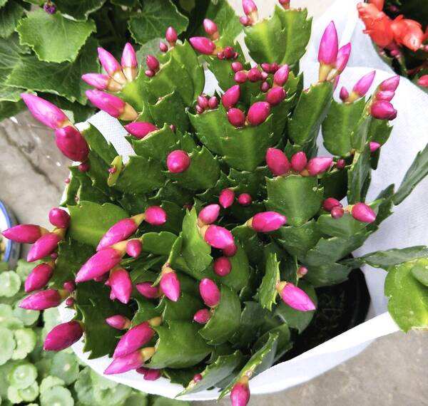 蟹爪兰长出花苞后怎么养护,火龙果嫁接的蟹爪兰花苞干瘪坏死