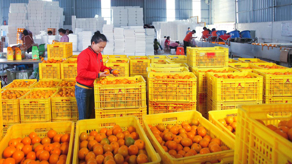 巧妇九妹这一年:卖出1200万斤山货,影响县城GDP