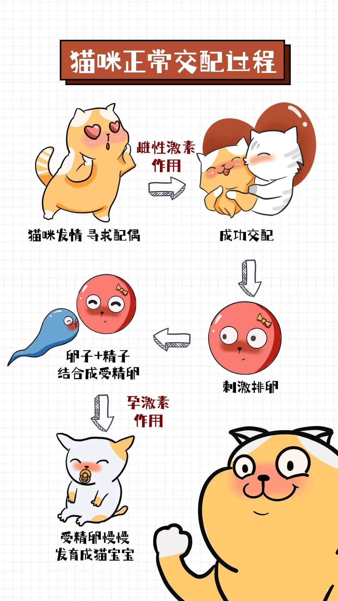 用棉签能让母猫停止发情？快别傻了……