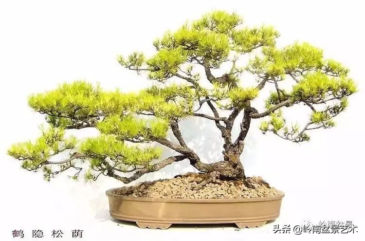 松树在水旱丛林盆景创作中的运用 (松树丛林盆景经典之作)