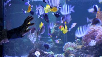 绚丽珊瑚海300+种海底生物，火爆盆友圈的网红打卡圣地就在中山路