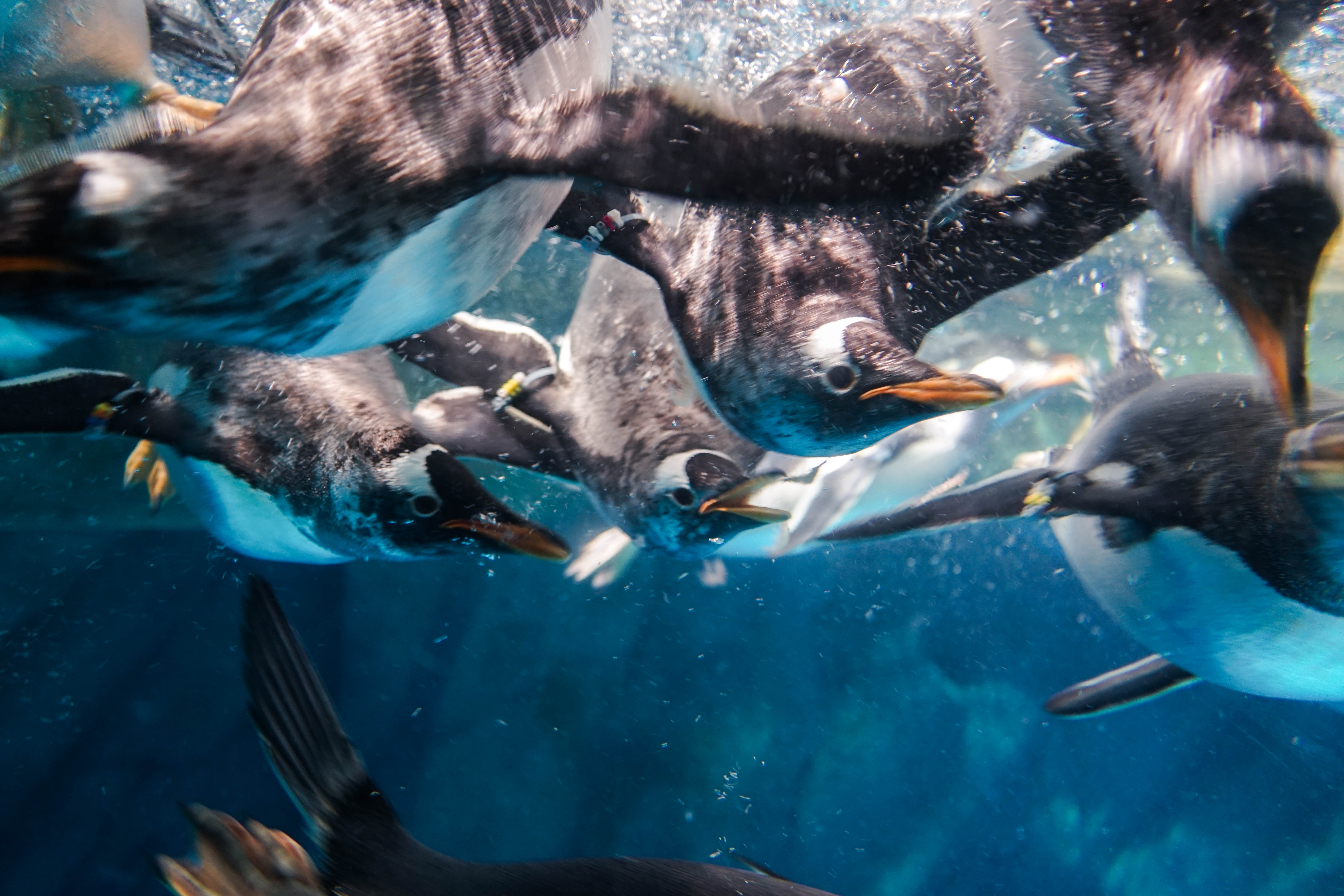 塞班岛蜜月自由行攻略,塞班蜜月旅行攻略