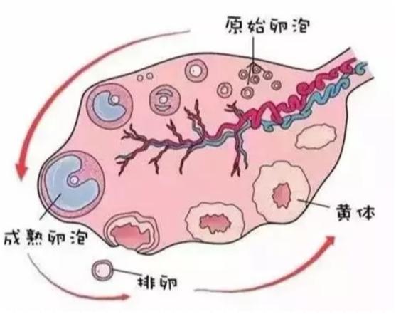 卵泡长不大是什么原因造成的,卵泡长不大是气血不足引起的吗