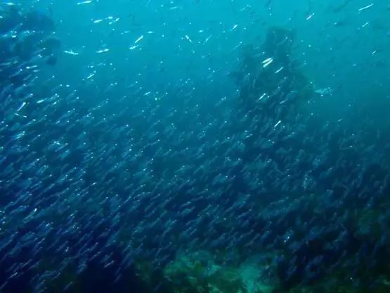 市面上一块钱一包的小辣鱼视频,一块一包的辣鱼能吃吗