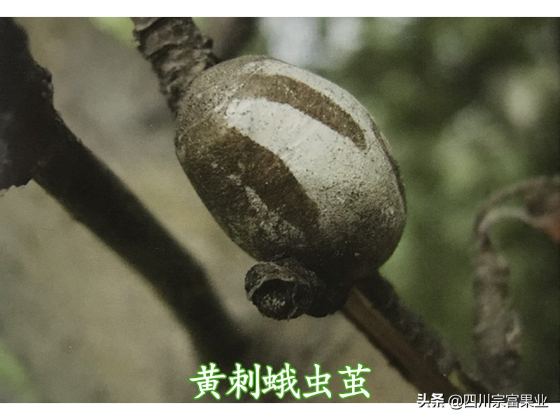 梨树上出现黄色层是什么病,梨树树干出现黄色层是什么病