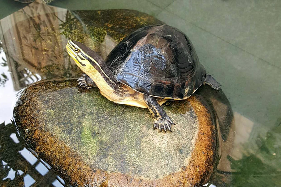 乌龟变成畸形的样子,很好看宠物乌龟