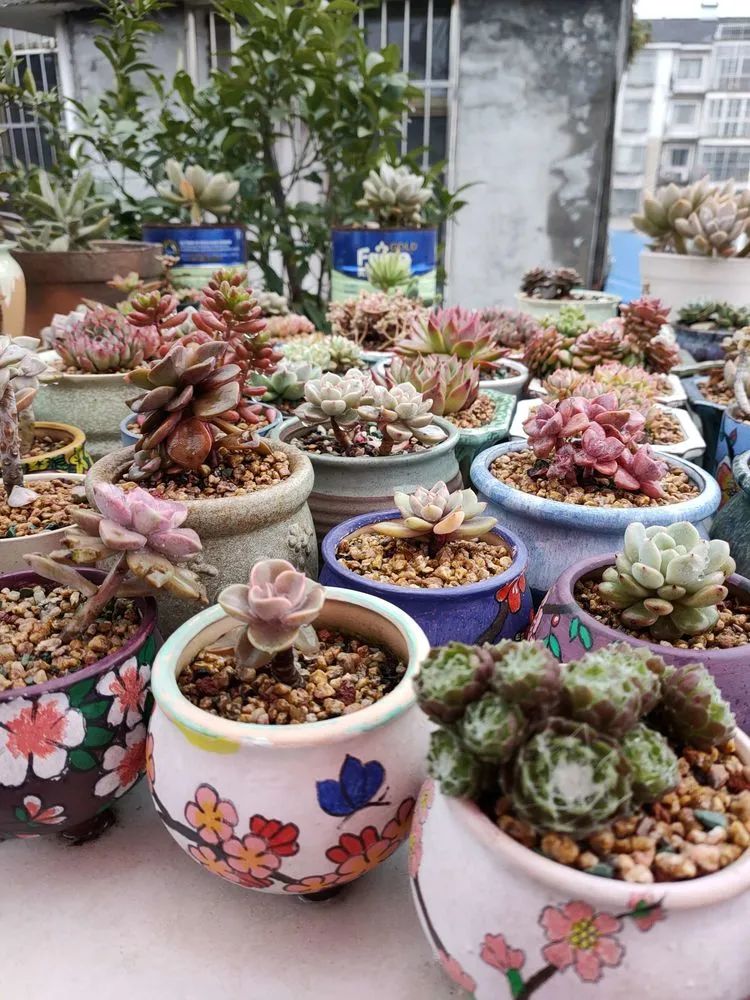 疫情期间在家欣赏多肉,疫情期间被多肉治愈